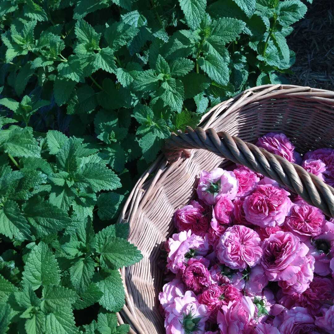 Un nouvel élan pour Florine et Dandelione !