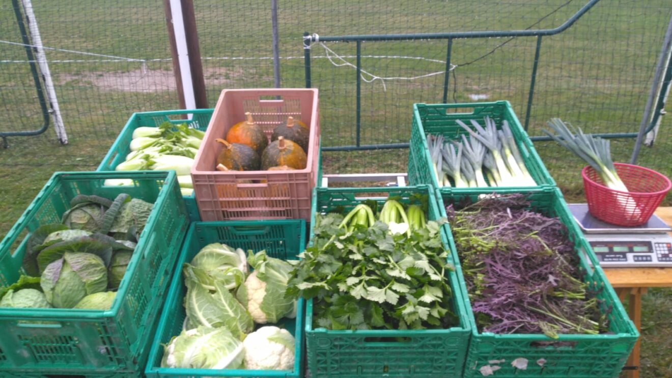Dans les champs : Le fil Légumes de Vincent (maraîcher en AMAP)- Février-Mars 2025