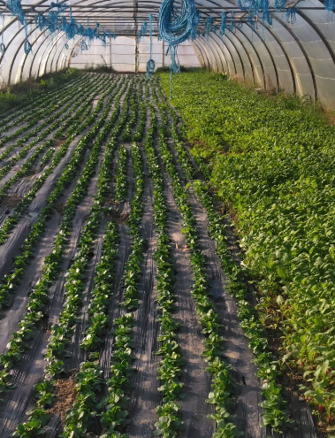 Atelier en présentiel du jeudi 20 Novembre : La planification des cultures maraîchères en AMAP en partenariat avec Agribio