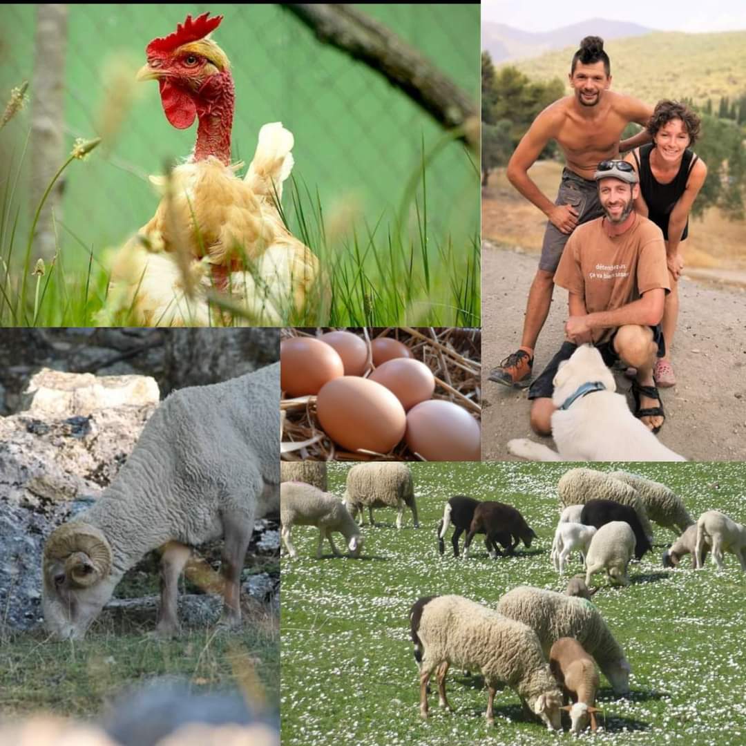 Portrait paysan : la Ferme de la Sauréa